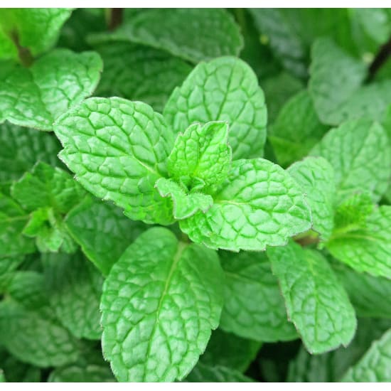 Perfect Pick Mint Plant - Standard