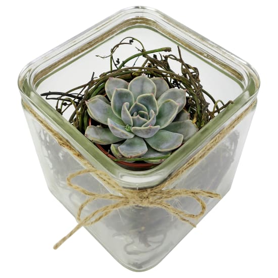 Nestled Succulent Plant - Standard