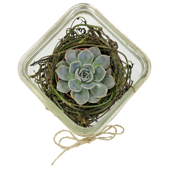 Nestled Succulent Plant - Standard