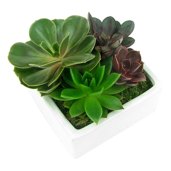  Lush Patch Succulent Garden - Standard