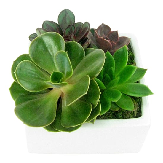  Lush Patch Succulent Garden - Standard