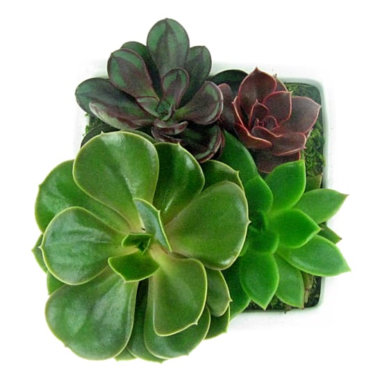  Lush Patch Succulent Garden - Standard