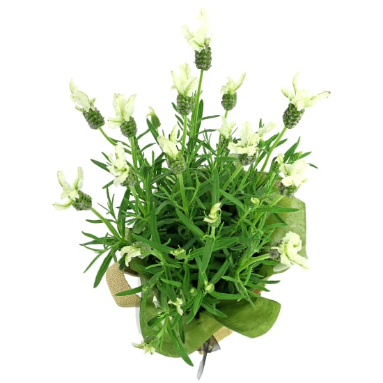 White Lavender - Standard