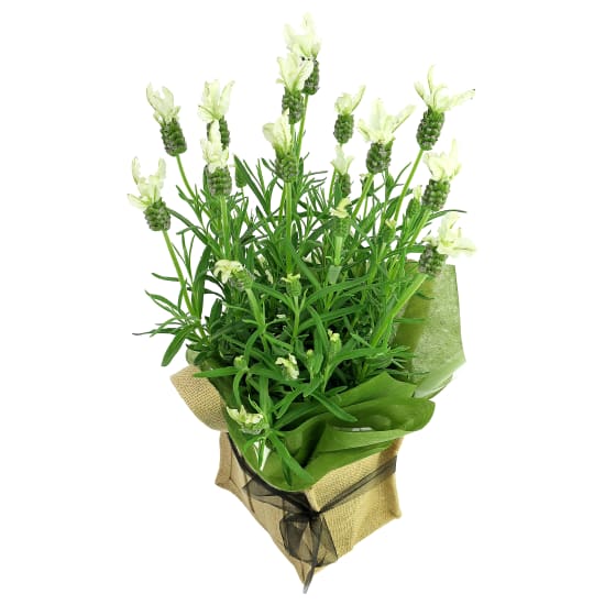 White Lavender - Standard