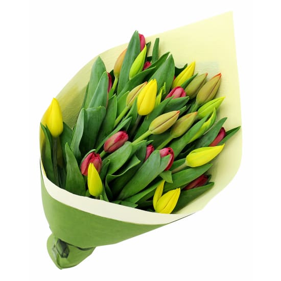 Bright Mixed Tulips - Premium