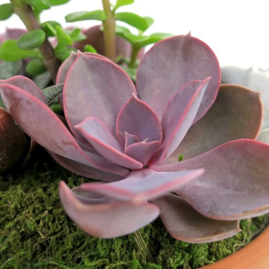 Succulent Garden - Baked Earth - Standard