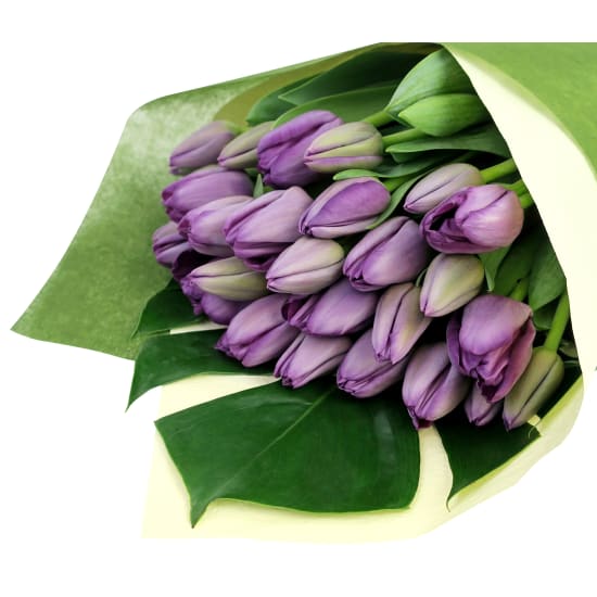 Purple Tulip Bunch - Premium