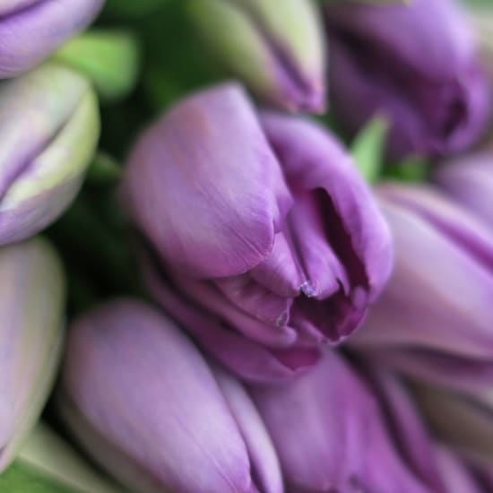 Mum's Day Purple Tulip Bunch - Premium