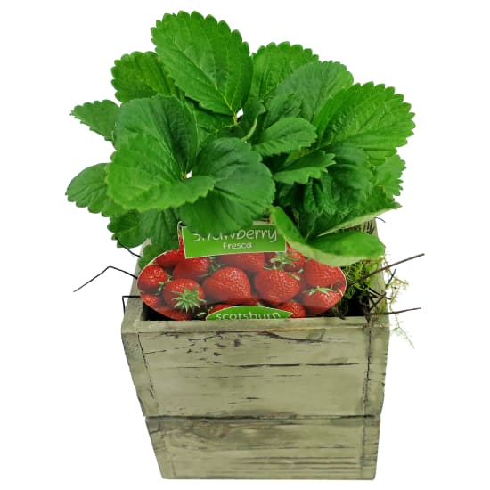 Potted Strawberry - Standard