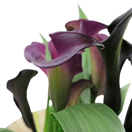 Carefree Calla Lily - Standard