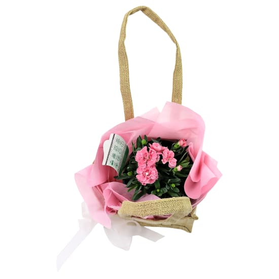 Call Me Carnation - Standard