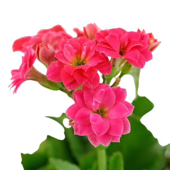 Joyful Geranium - Standard