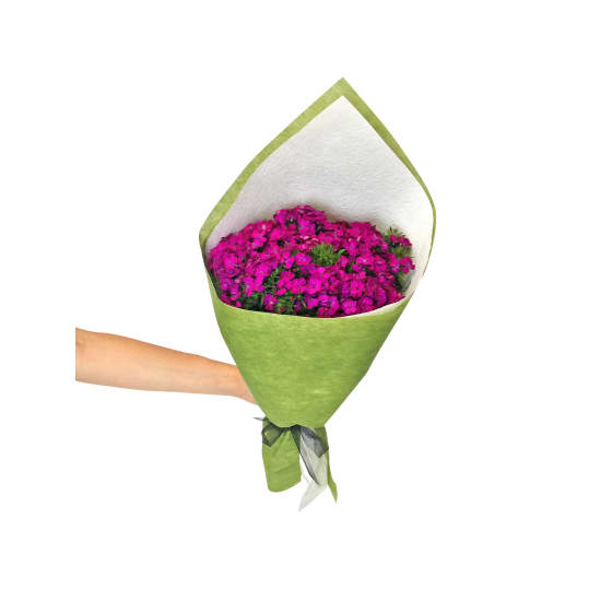 Sweet William - Standard