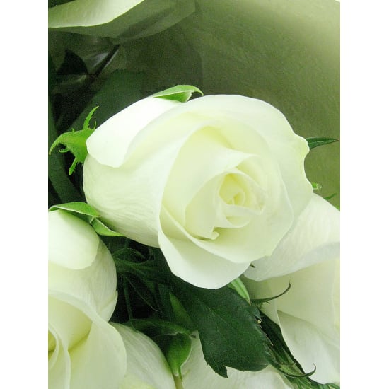 Valentine's 24 White Roses - Premium