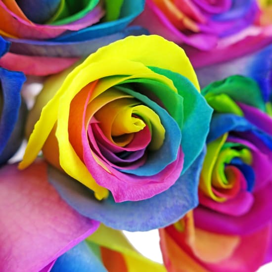 12 Elegant Rainbow Roses - 12 Roses (One Dozen)