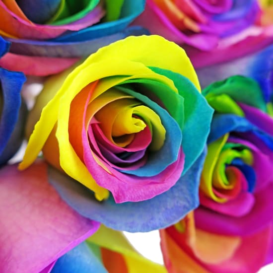 Valentine's 12 Rainbow Rose's - 12 Roses (One Dozen)