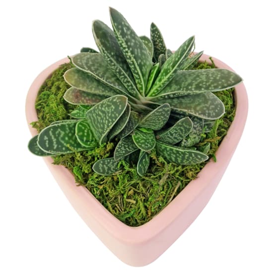  Love To You Succulents - Standard