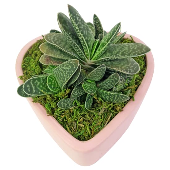  Love To You Succulents - Standard