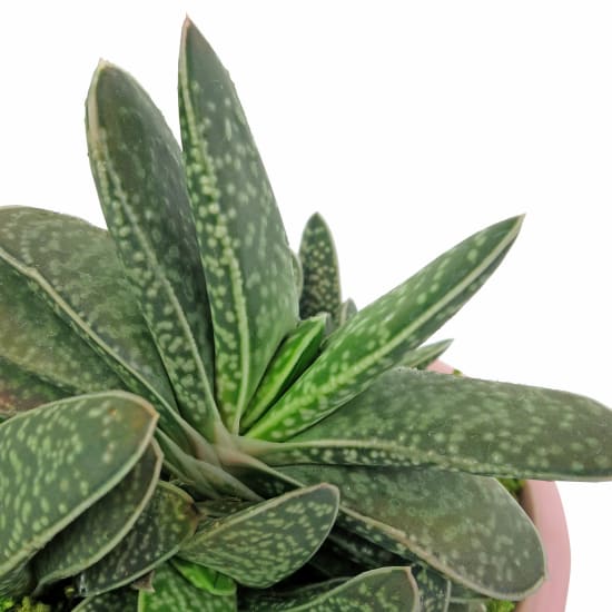  Love To You Succulents - Standard