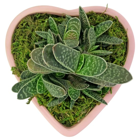  Love To You Succulents - Standard