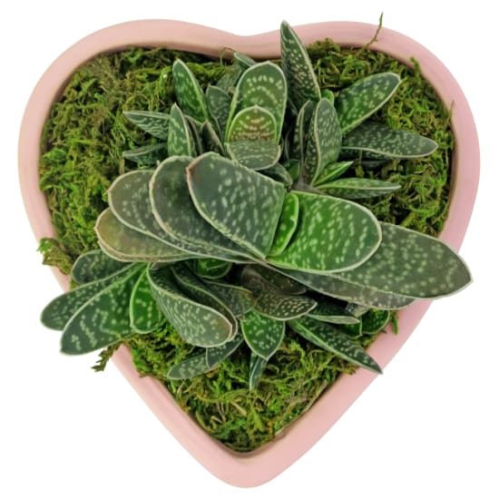  Love To You Succulents - Standard