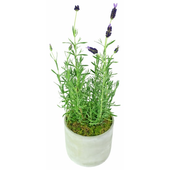 Elegant Lavender - Standard