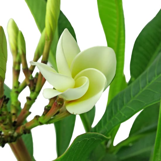 Favoured Frangipani - Standard