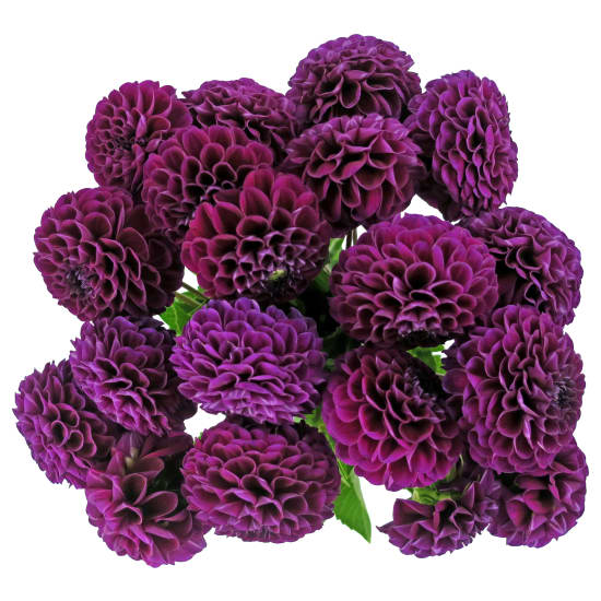 Oh Darling - Standard