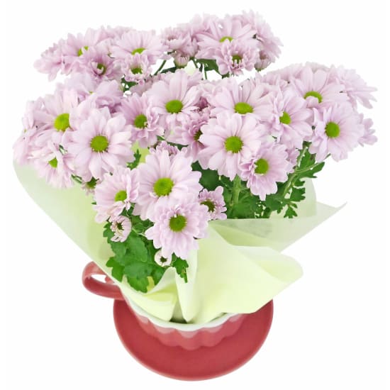 Pink Chrysanthemum Tea Cup - Standard