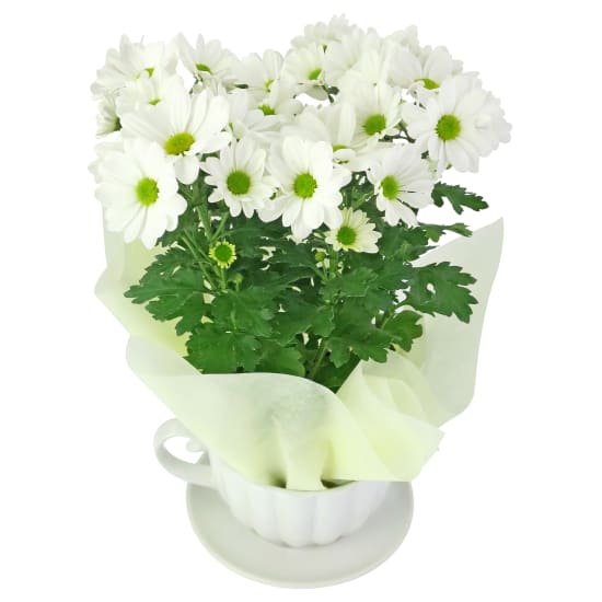 White Chrysanthemum Tea Cup - Standard