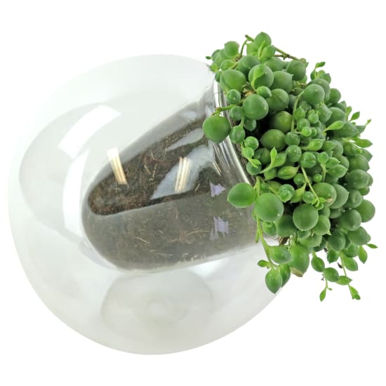 Leaning Glass Planter - Pearls - Standard