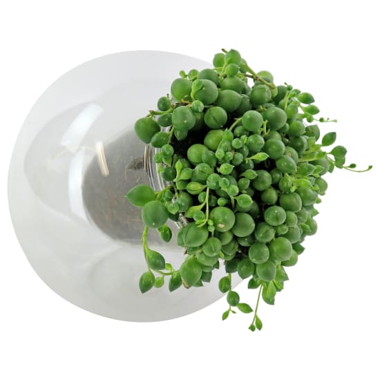 Leaning Glass Planter - Pearls - Standard