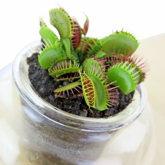 Birth Of Venus Fly Trap - Standard