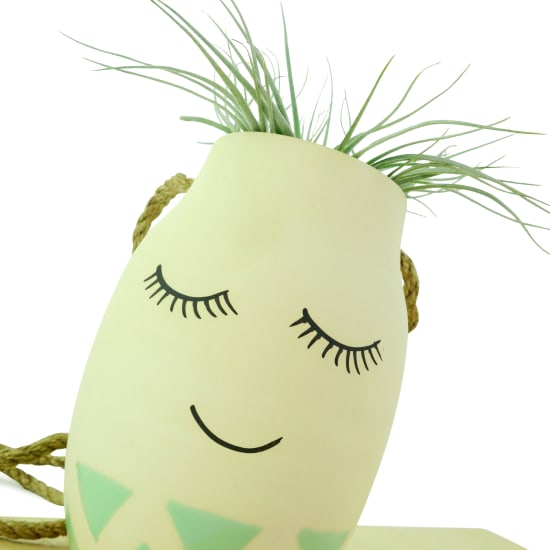 Miss Lashes - Air Plant - Standard