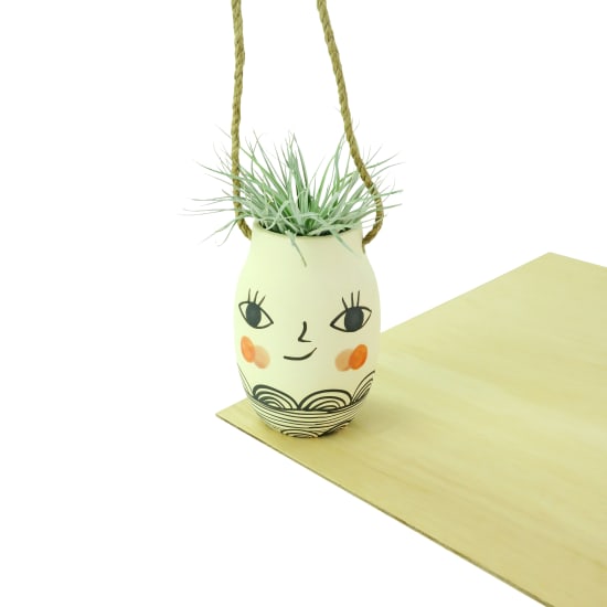 Miss Cosette - Air Plant - Standard