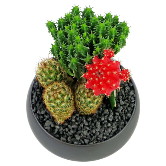 Cacti in Ceramic Pot - Standard