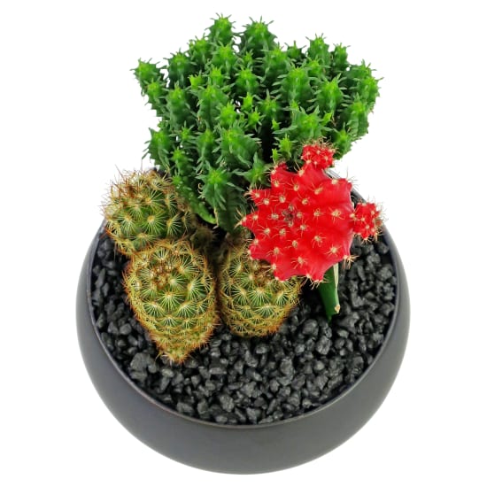 Cacti in Ceramic Pot - Standard