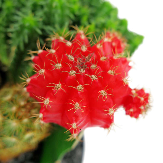 Cacti in Ceramic Pot - Standard