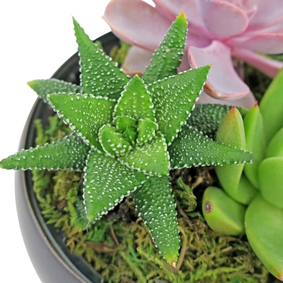 Green It Grows Garden - Standard