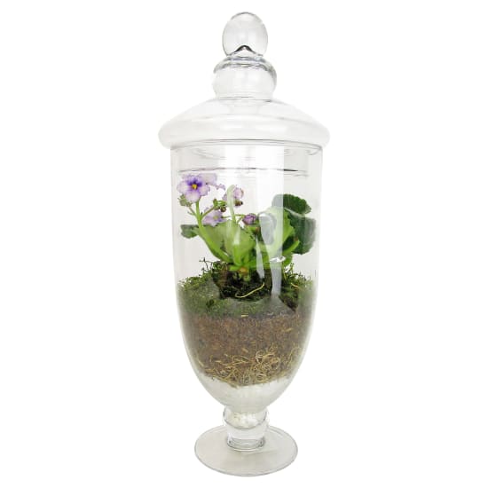 Genie In A Bottle Terrarium - Standard