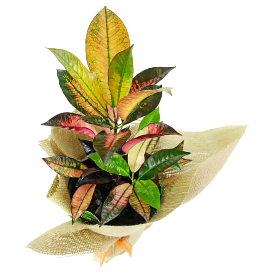 Colourful Croton Plant - Standard