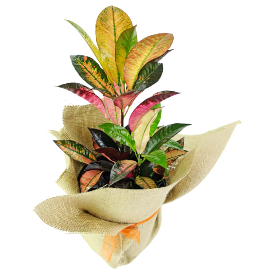 Colourful Croton Plant - Standard