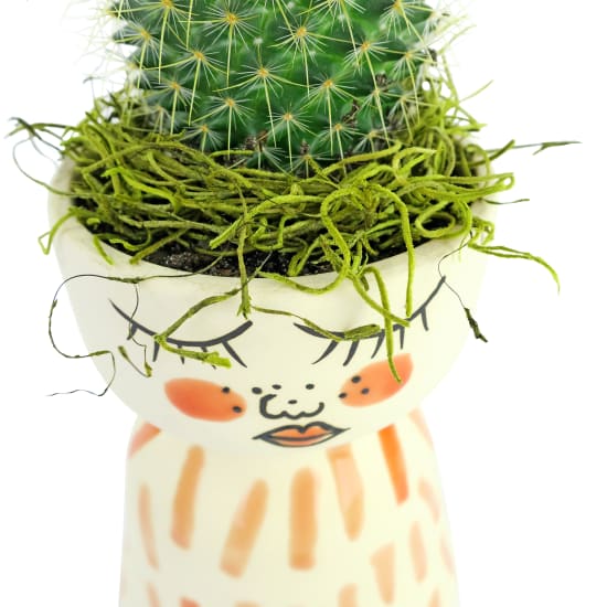 Miss Desert Cactus - Standard