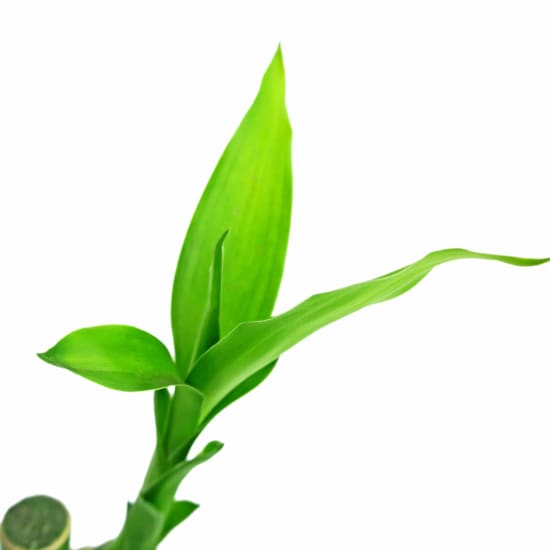 Lucky Bamboo - Standard