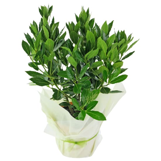Darling Dwarf Bay Tree - Standard