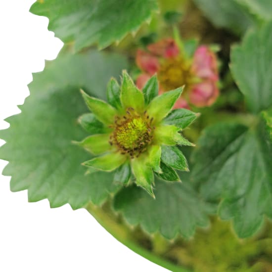 Berrylicious Strawberry Plant - Standard