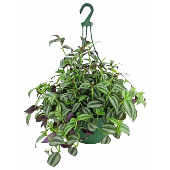 Winsome Wandering Jew - Standard