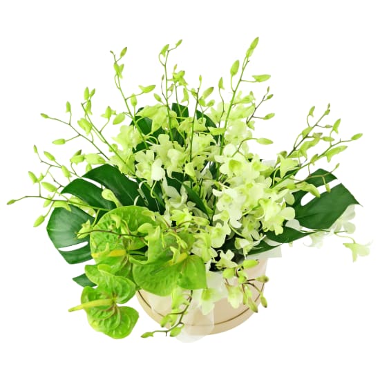 Tropical Breeze - Standard