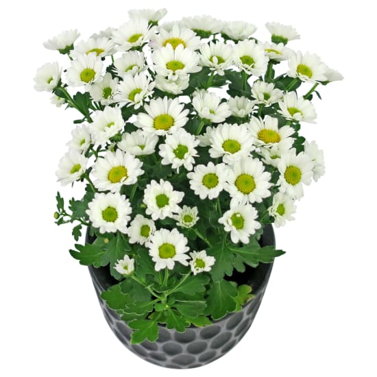 Mod Potted Chrysanthemum - Standard