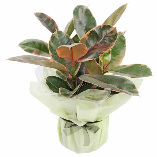 Fascinating Ficus - Standard